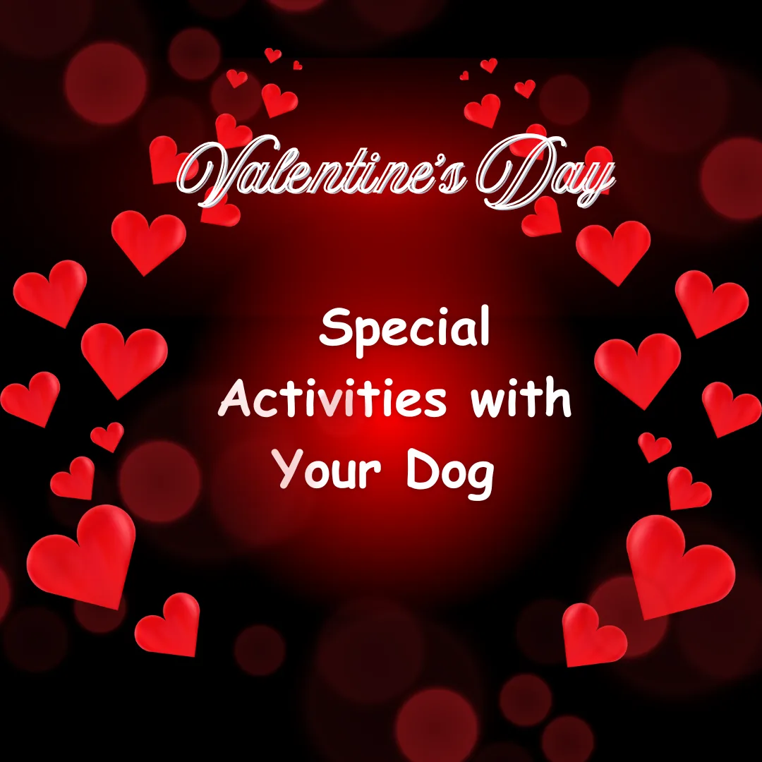 🐶❤️ Valentine’s Day: Special Activities with Your Dog ❤️🐶