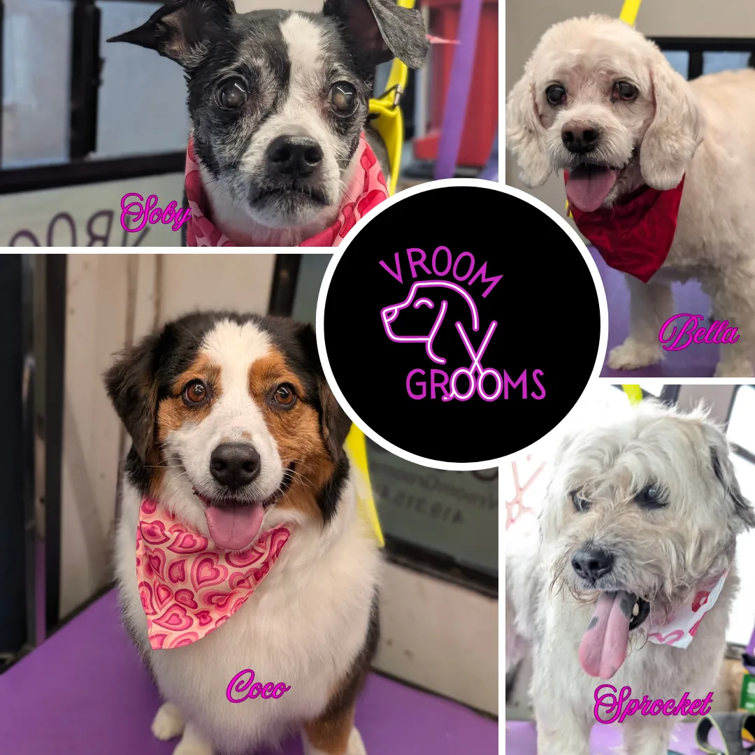Dogs of the day! 🐾🩷🐶1/31/2025