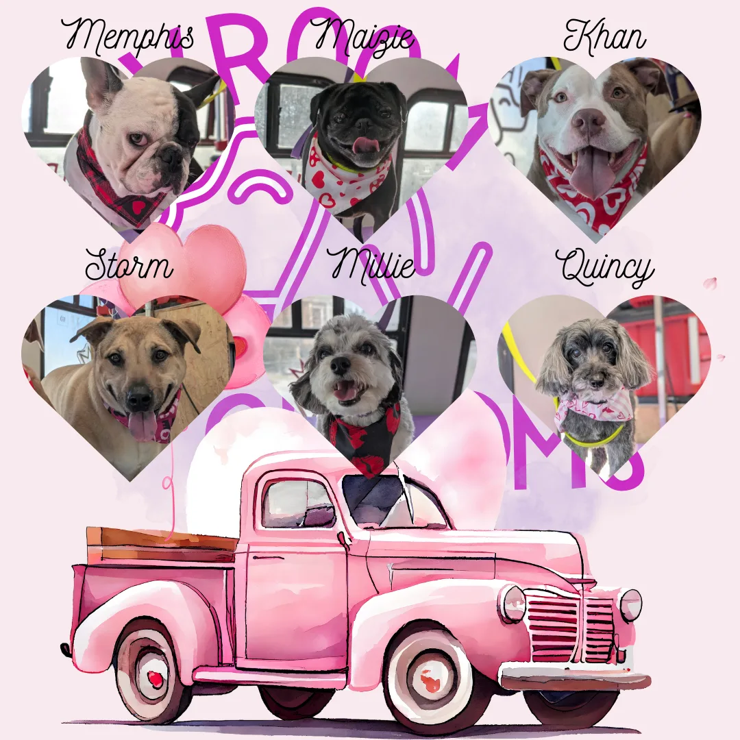 Dogs of the day! 🩷🐾 1/24/2025