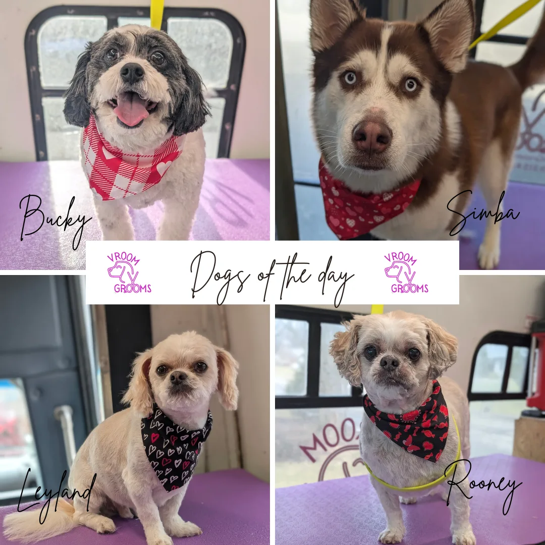 Dogs of the day! 🐶🩷🐾 1/30/2025
