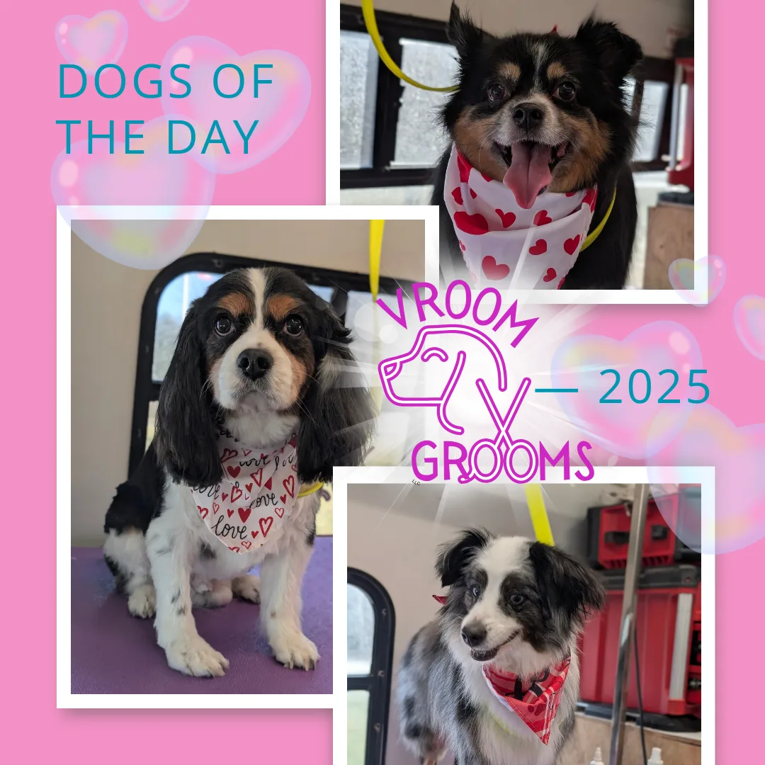 Dogs of the day! 🐶🩷🐾1/29/2025