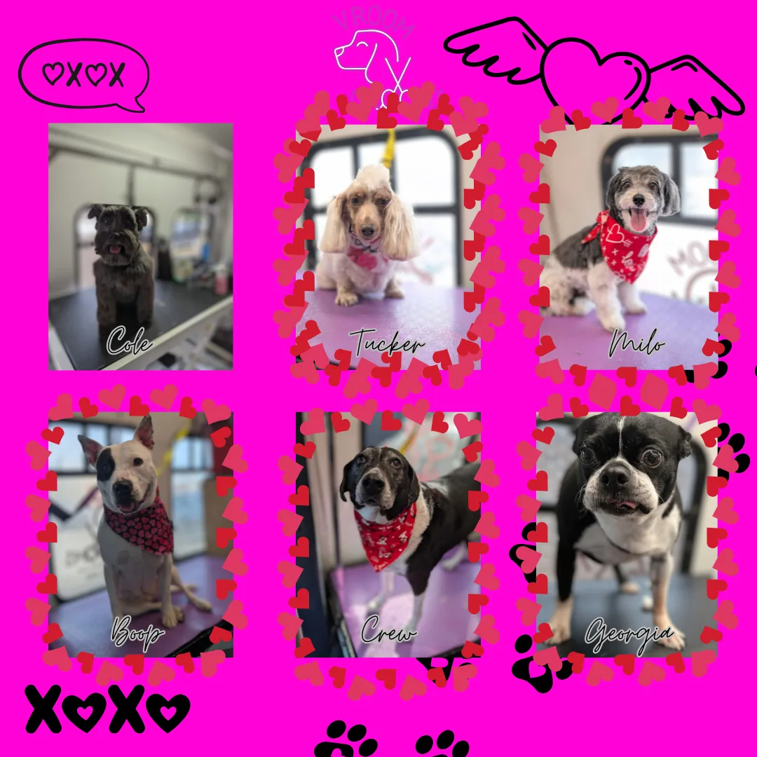 Dogs of the day! 🐶🩷🐾 2/7/2025