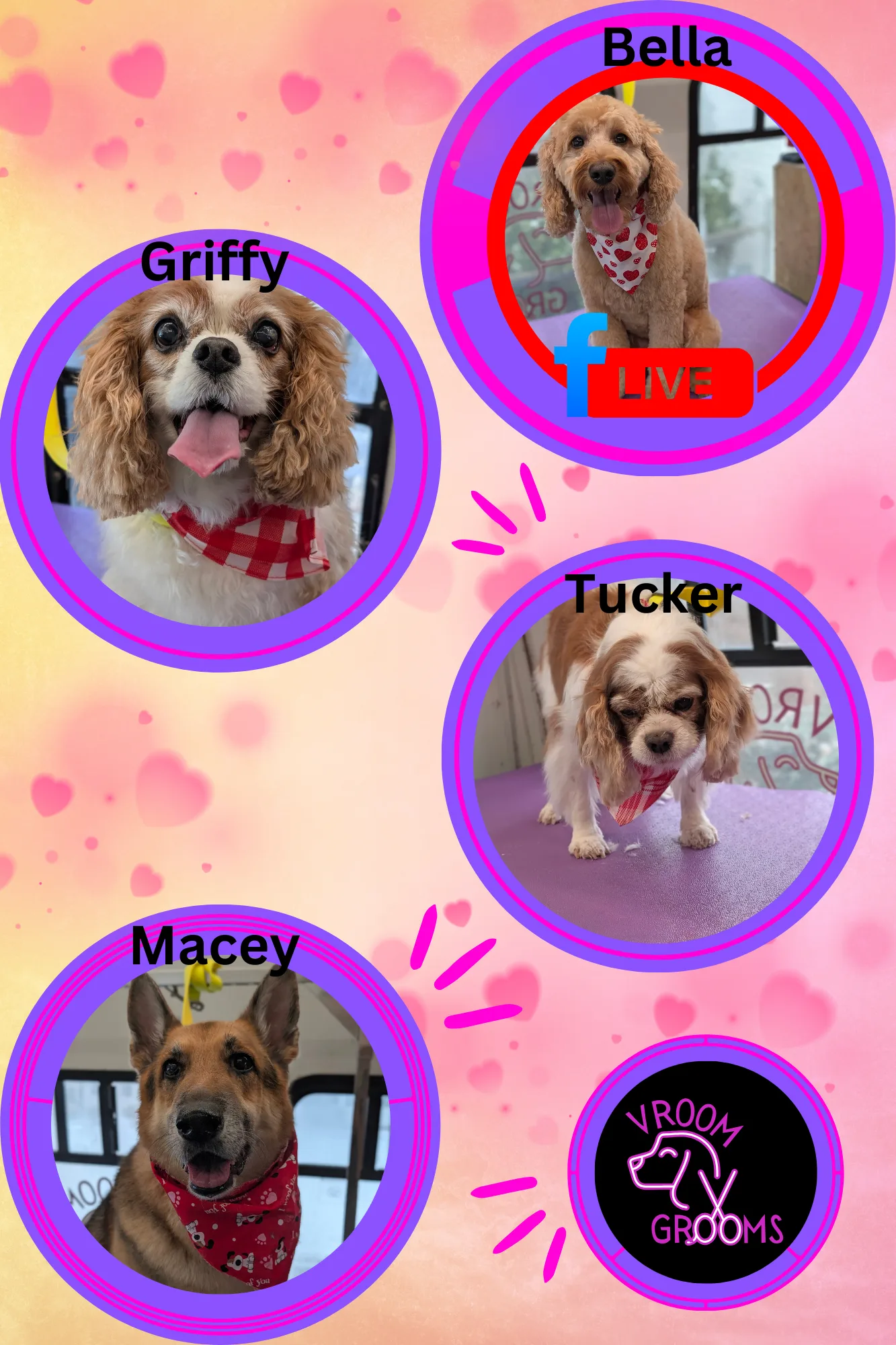Dogs of the day! 🐶🩷🐾 2/13/2025
