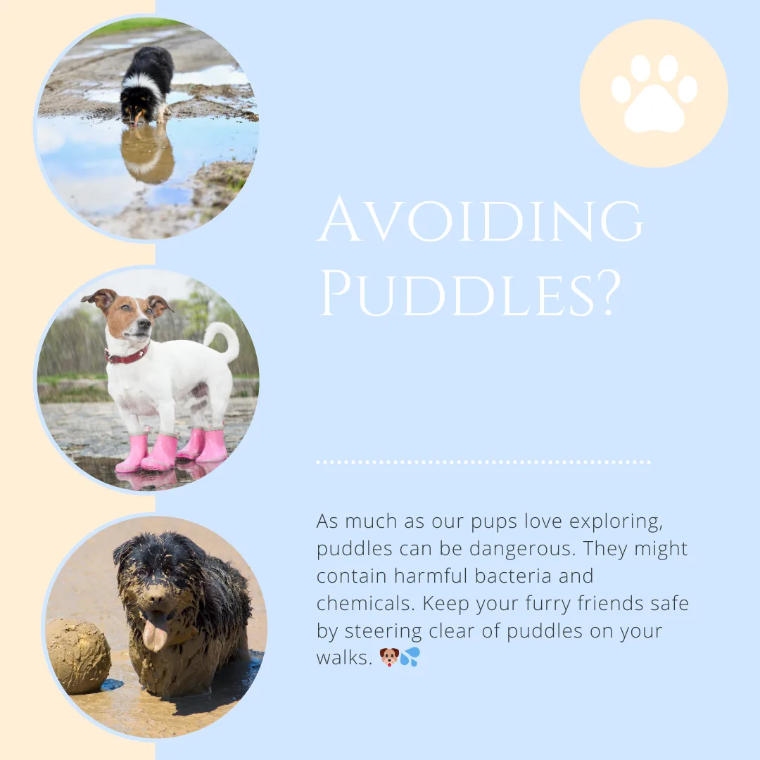 🐾 Paws Up for a Healthy Monday from Vroom Grooms LLC! 🐾