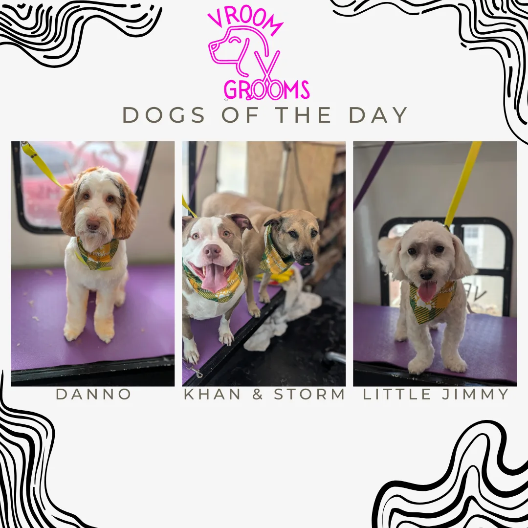 Dogs of the day! 🍀🩷🐶 2/24/2025