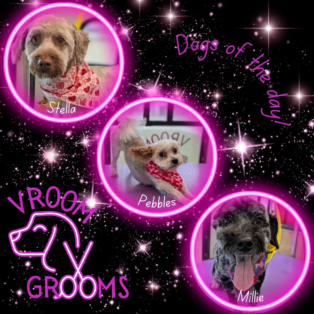 Dogs of the day! 🐾🩷🐶 2/5/2025