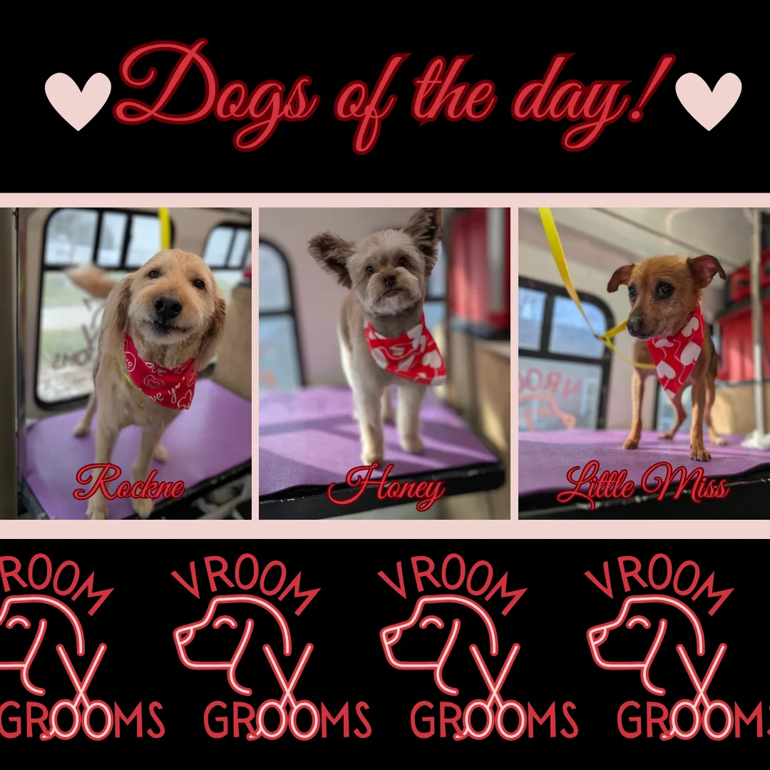 Dogs of the day! 🩷🐶🐾 2/11/2025