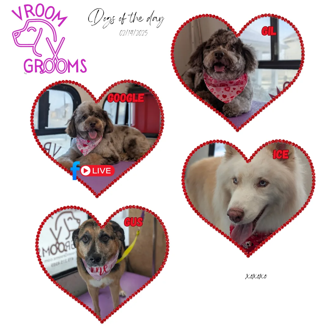 Dogs of the day! 🐾🩷🐶 2/14/2025