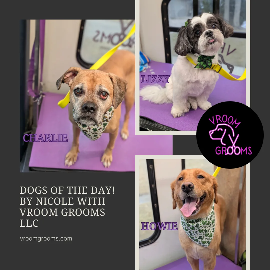 Dogs of the day! 🐾🩷🍀2/26/2025