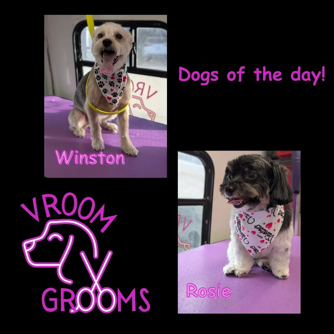 Dogs of the day!🐶🩷🐾 2/4/2025
