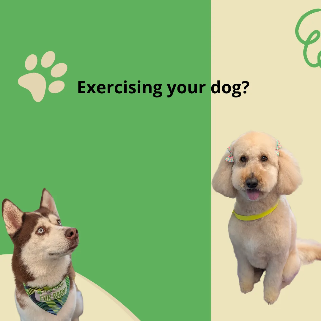 🐾 Get Moving: The Importance of Exercising Your Dog! 🐾