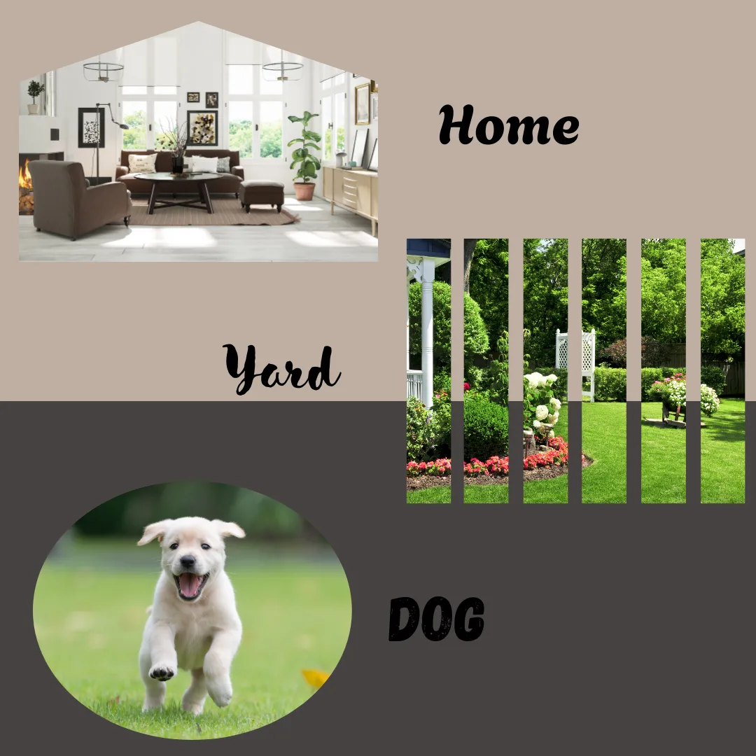 🐾 Flea and Tick Control: It’s Not Just About Your Dog! 🐾