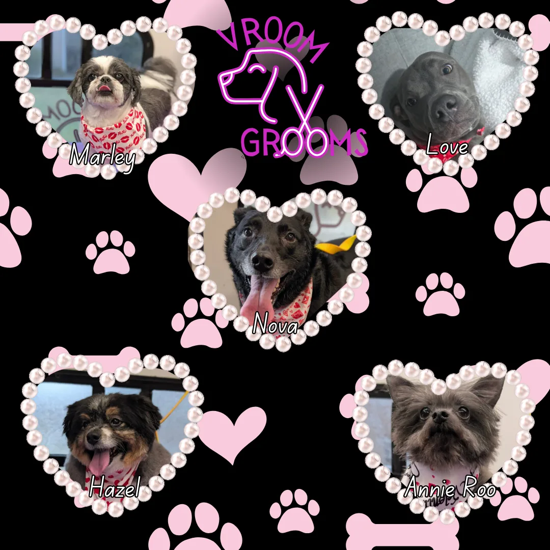 Dogs of the day! 2/6/2025 🐾🩷🐶