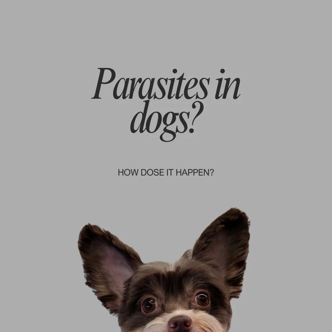 🐾 Parasite Awareness: Keep Your Pups Safe with Vroom Grooms LLC! 🐾