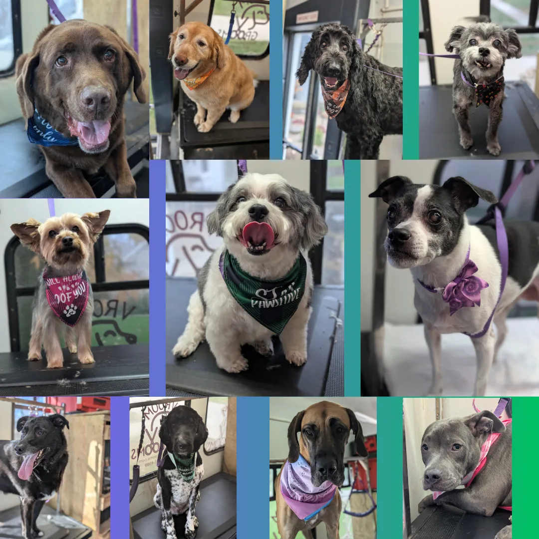 📸 Missing Us? We’ve Got Dog Pics! 📸