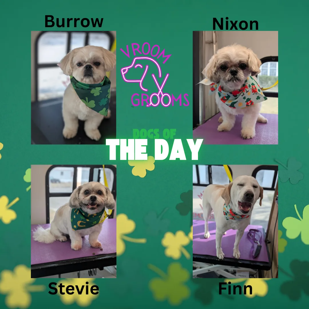 Dogs of the day! 🐶🐾🍀 3/4/2025
