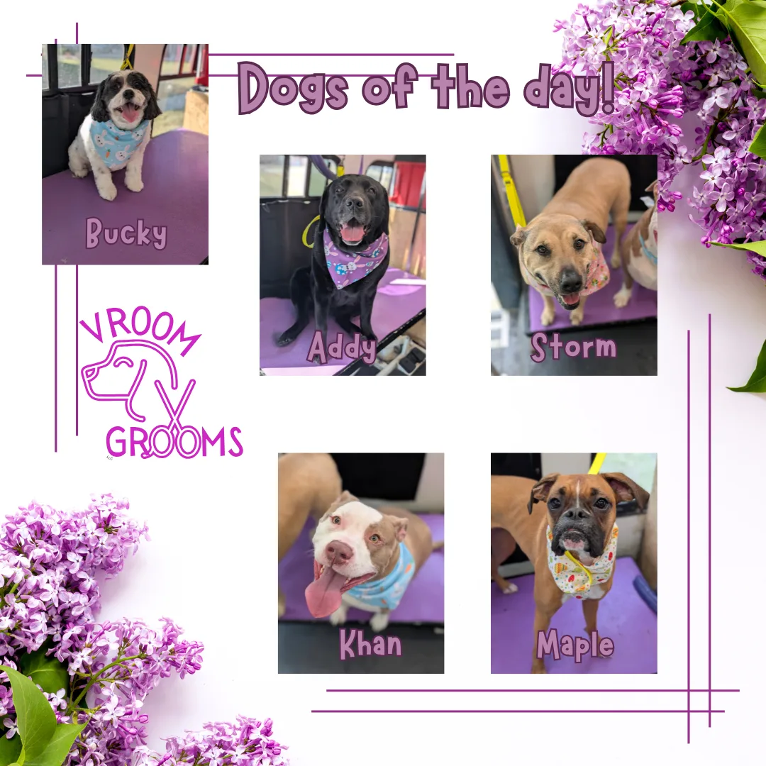 Dogs of the day! 🌷🐶🩷🐾 3/27/2025