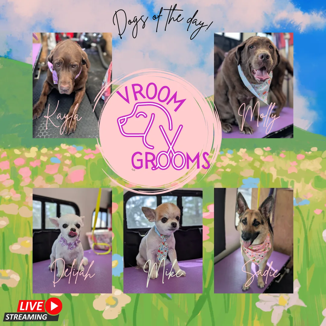 Dogs of the day! 🐾🌷🐶🩷 3/25/2025