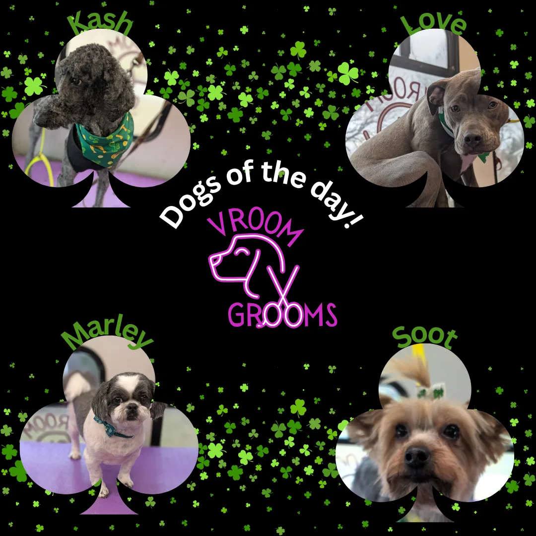 Dogs of the day! 🐶🐾🍀3/6/2025