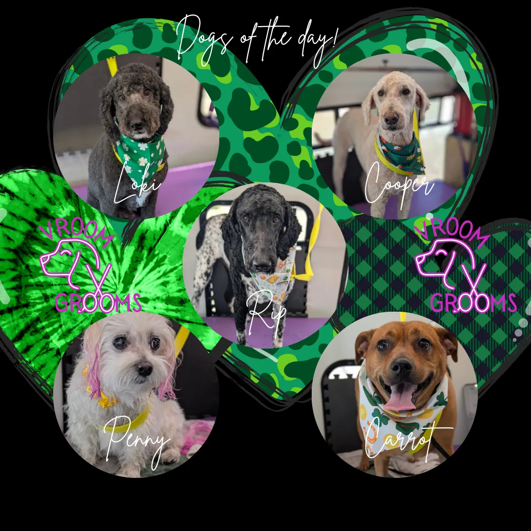 Dogs of the day!🐾🐶🍀3/10/2025