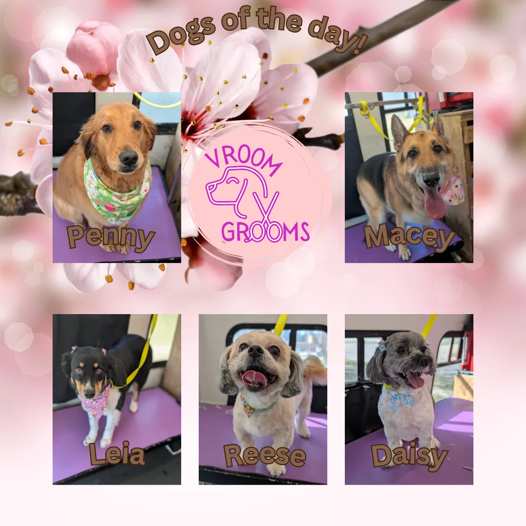 Dogs of the day! 🐾🩷🐶🌷3/26/2025