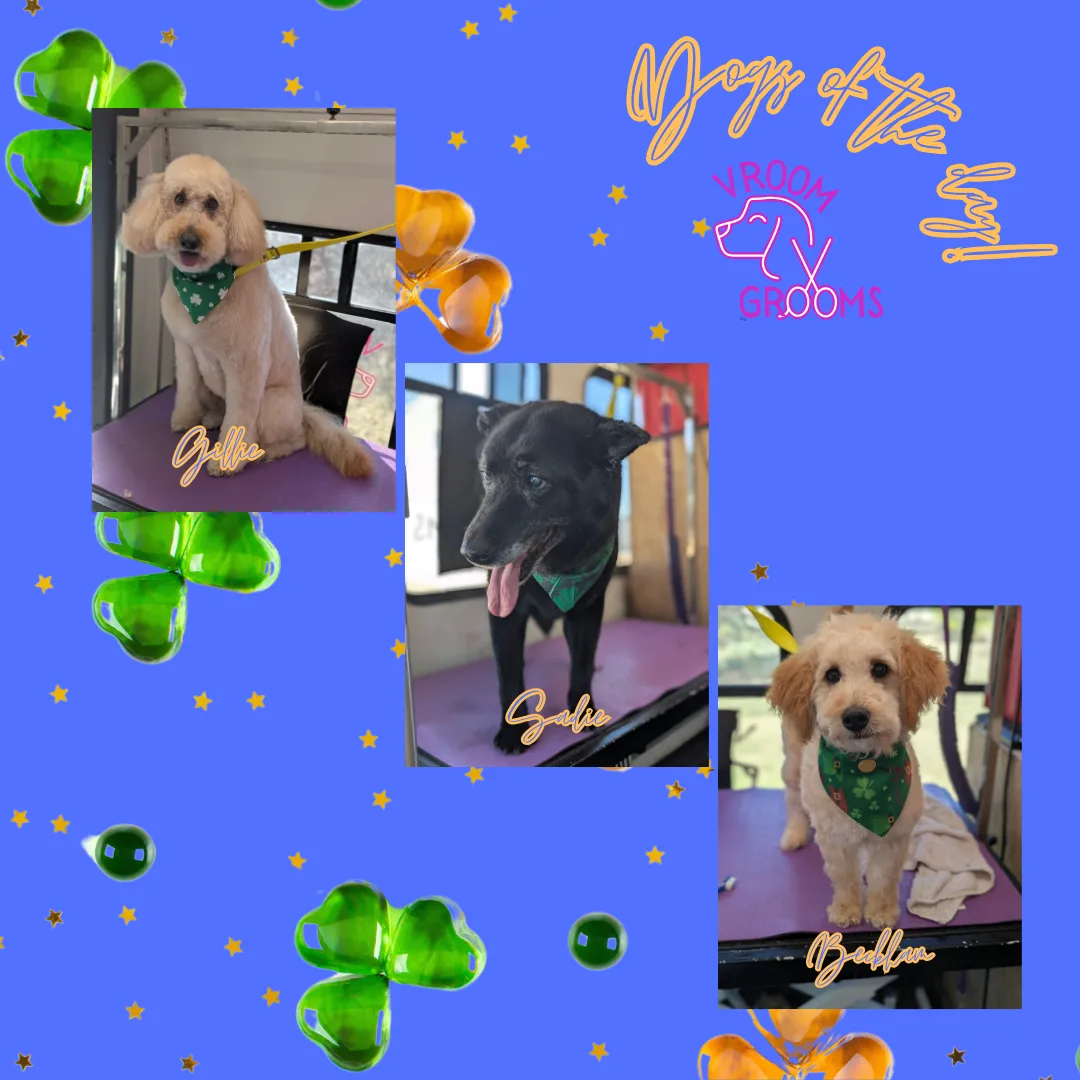 Dogs of the day! 🐶🍀🩷🐾 3/13/2025