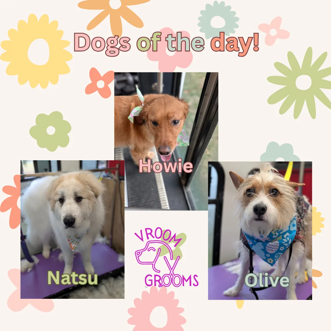Dogs of the day! 🐾🩷🐶🌷 3/28/2025