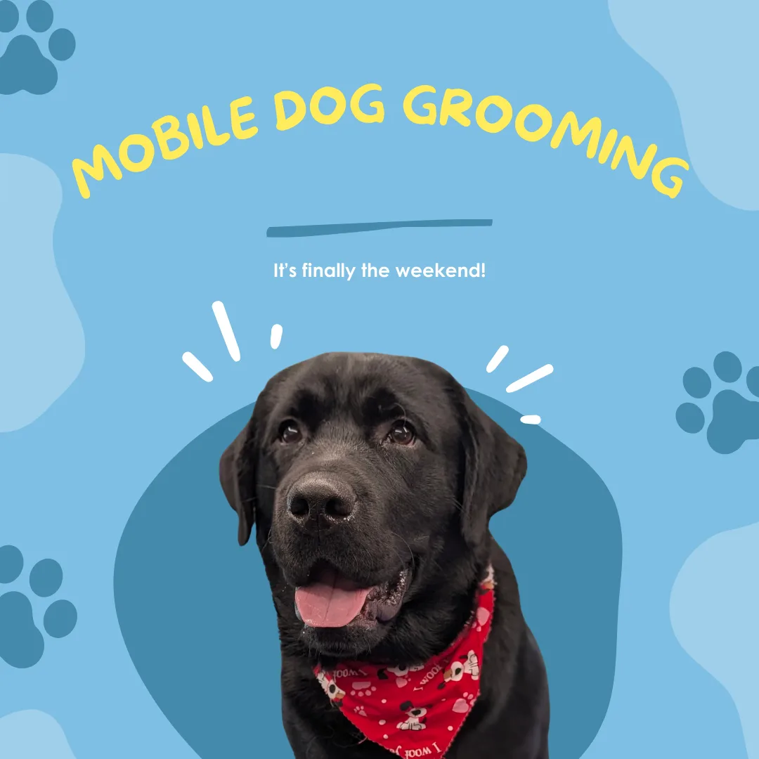 🎉🐾 Vroom Grooms LLC – It’s Finally the Weekend! 🐶🚐