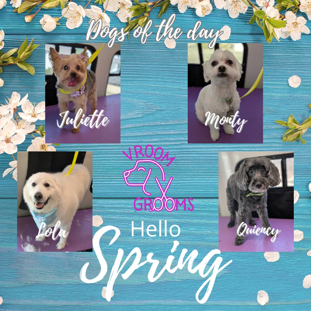 Dogs of the day! 🌷🐶🩷🐾 3/21/2025