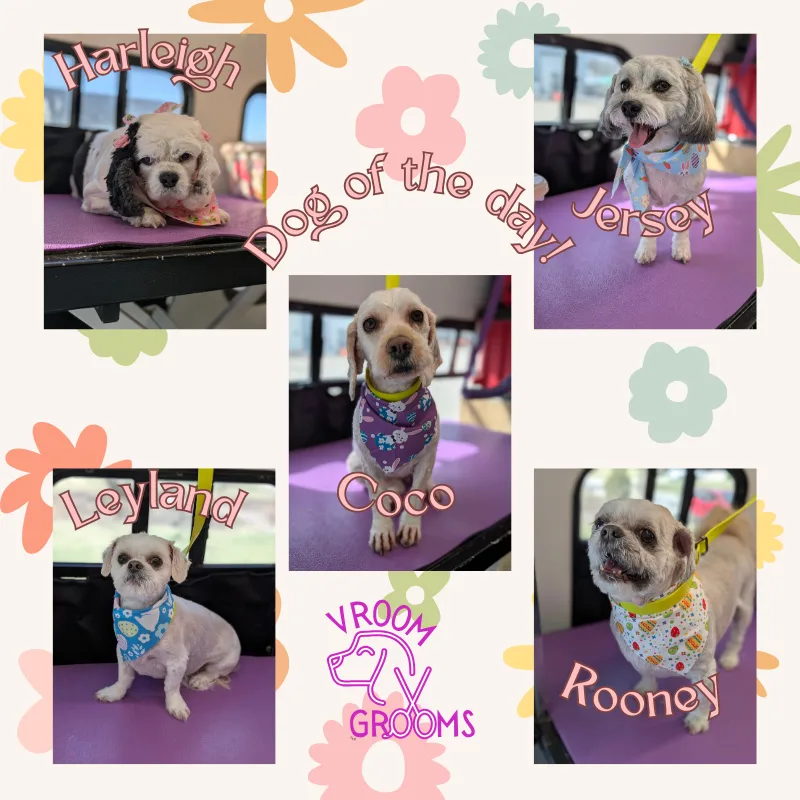 Dogs of the day! 🌷🐶🩷🐾 3/19/2025