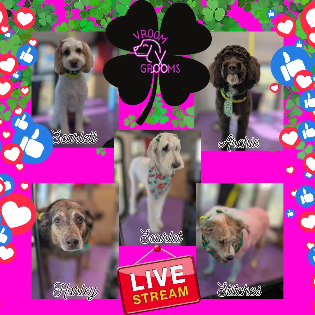 🐾 Experience Grooming Like Never Before with Vroom Grooms LLC! 🐾