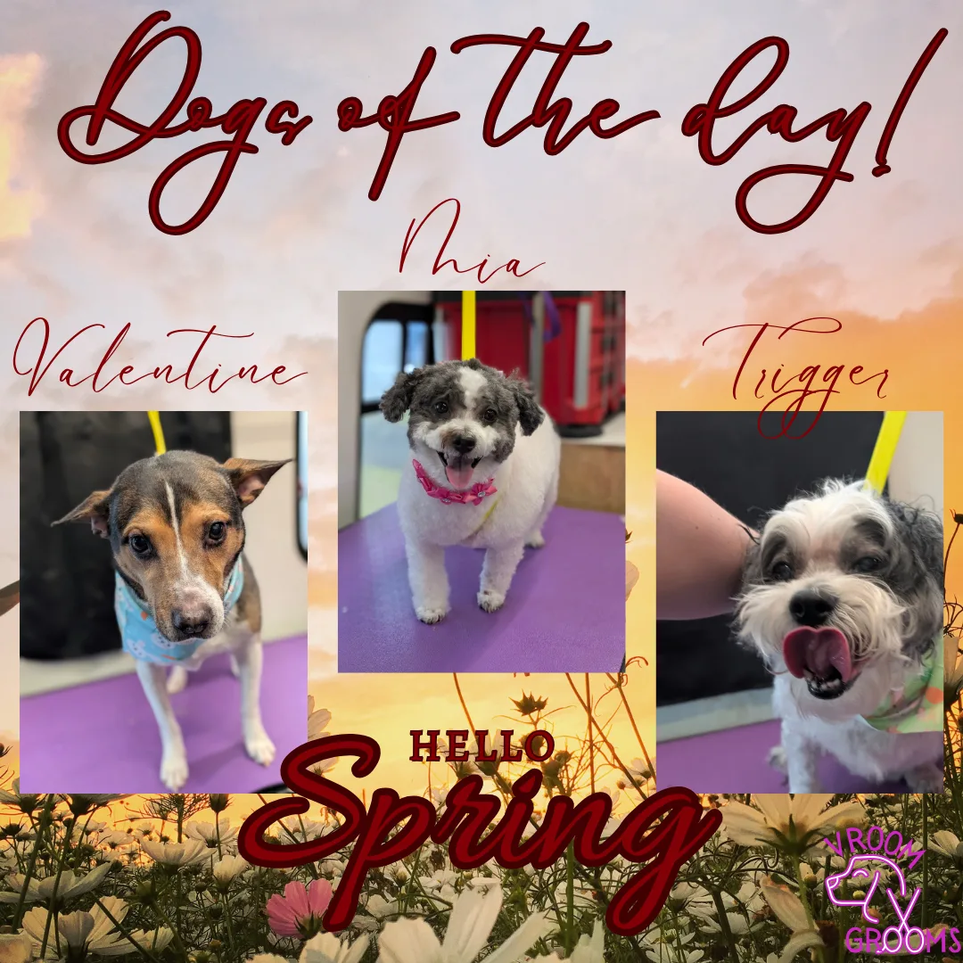 Dogs of the day! 🐾🩷🐶🌷 3/20/2025