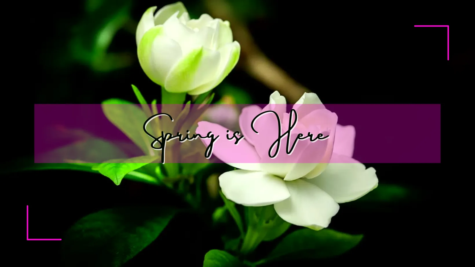 Spring is here!