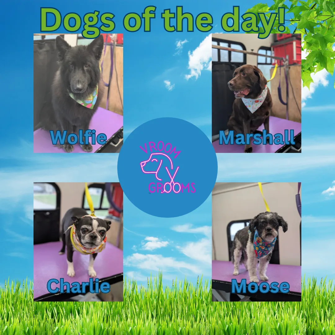 Dogs of the day! 🐾🩷🐶🌷 3/24/2025