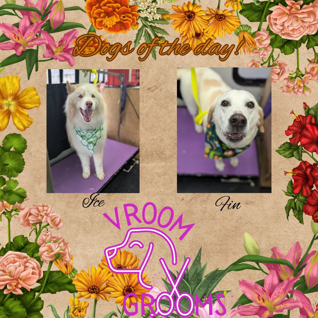 Dogs of the day! 🐾🌷🐶🩷 4/15/2025