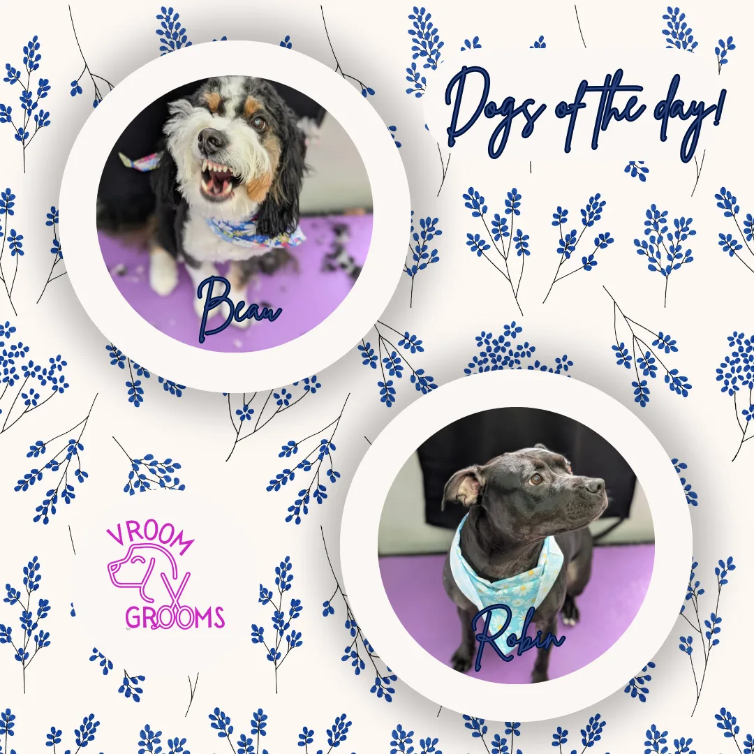 Dogs of the day! 🩷🐾🐶🌷 4/9/2025