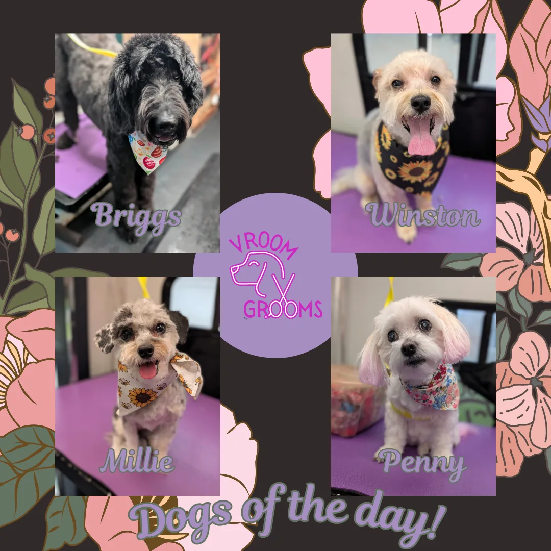 Dogs of the day! 🌷🐶🩷🐾 4/2/2025
