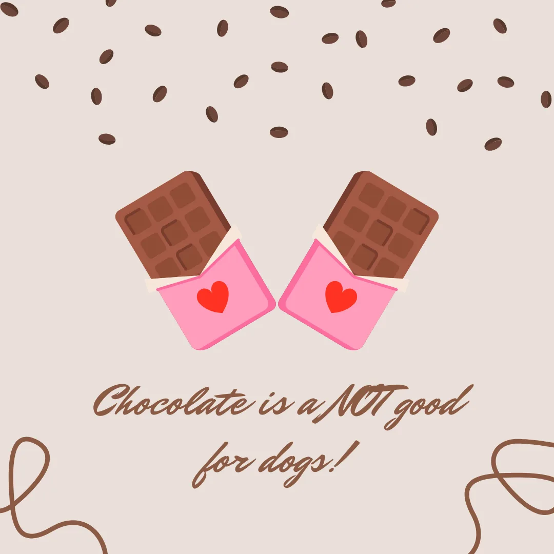 🐾🚫 Chocolate and Dogs Don’t Mix! Here’s Why 🚫🐾