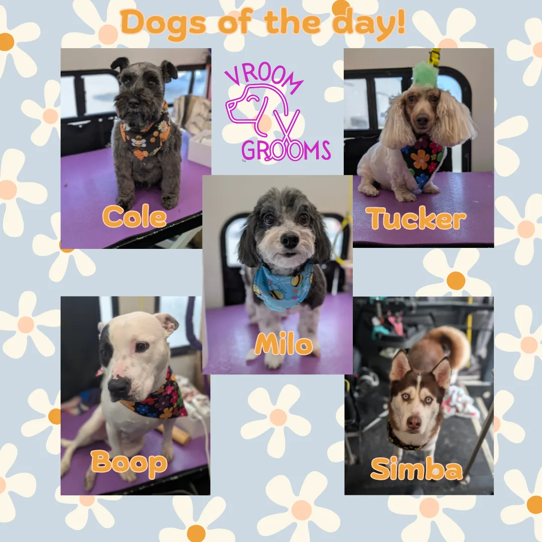 Dogs of the day! 🌷🐶🩷🐾 4/4/2025