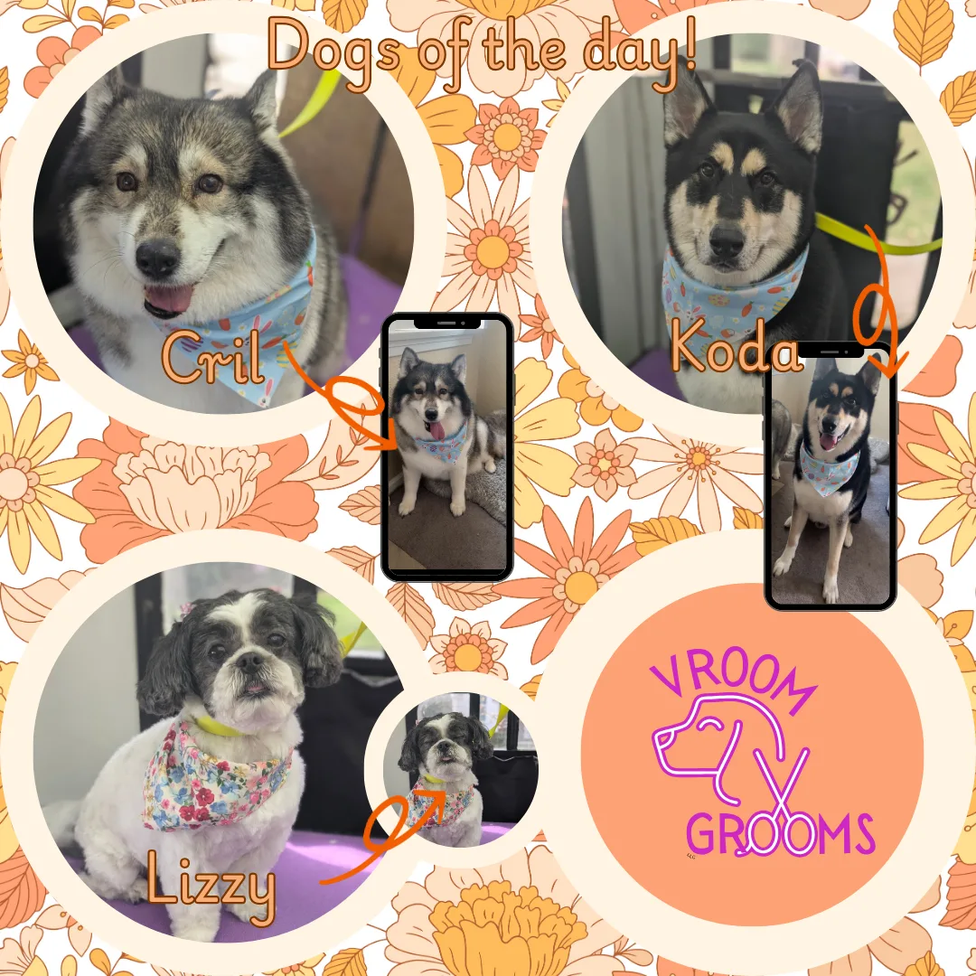 Dogs of the day! 🌷🐶🩷🐾 4/8/2025