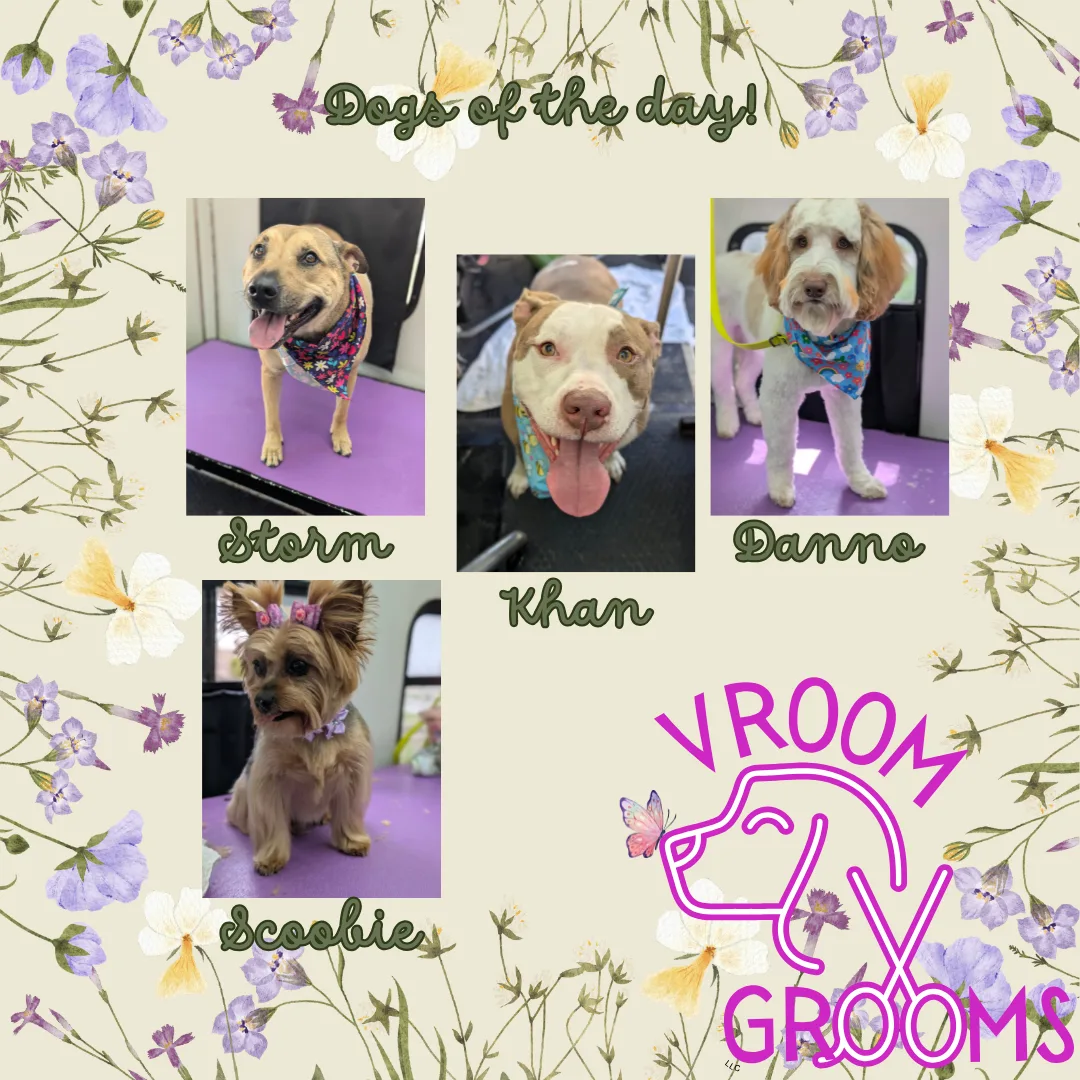 Dogs of the day! 🌷🐶🩷🐾4/17/2025