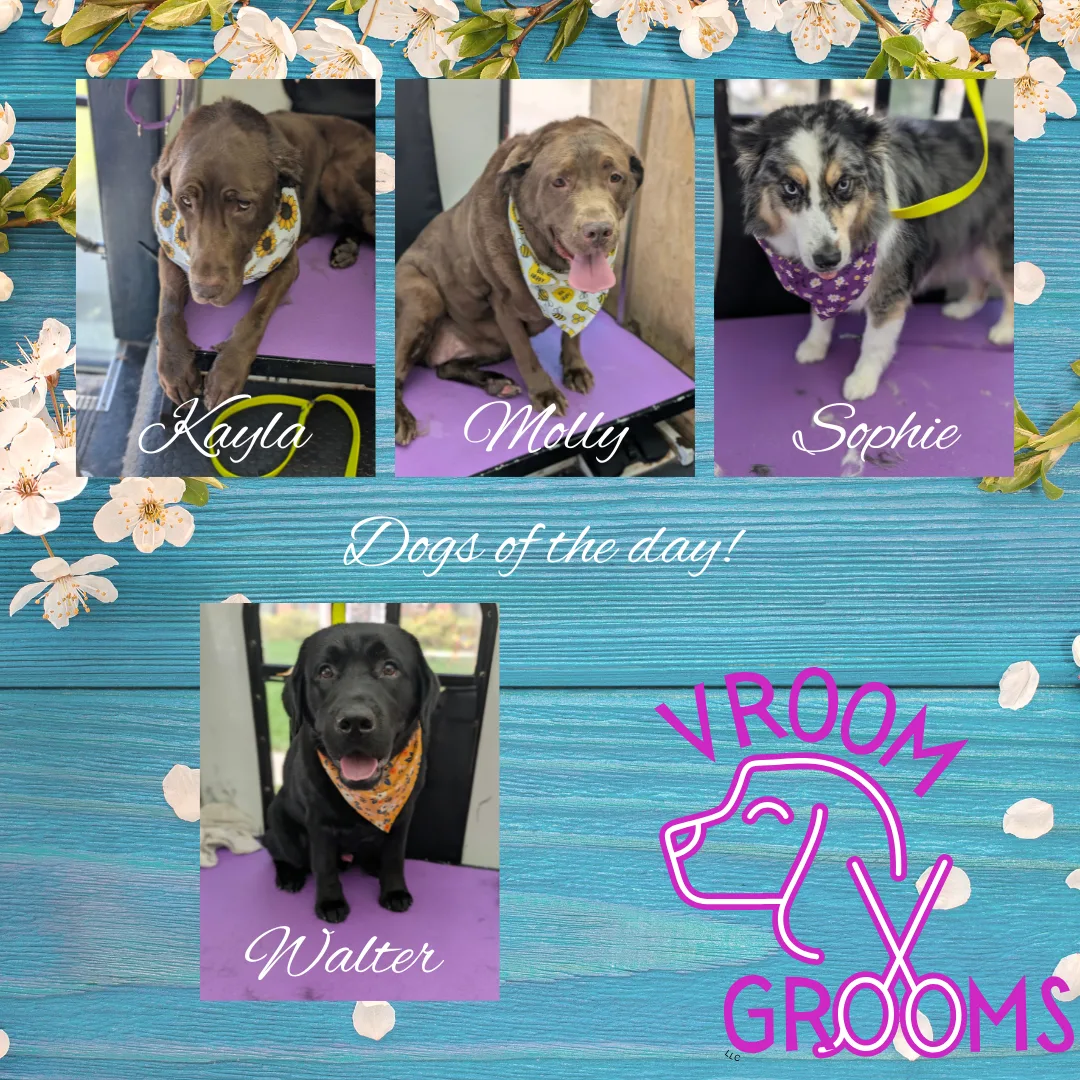 Dogs of the day! 🩷🌷🐶🐾 4/22/2025