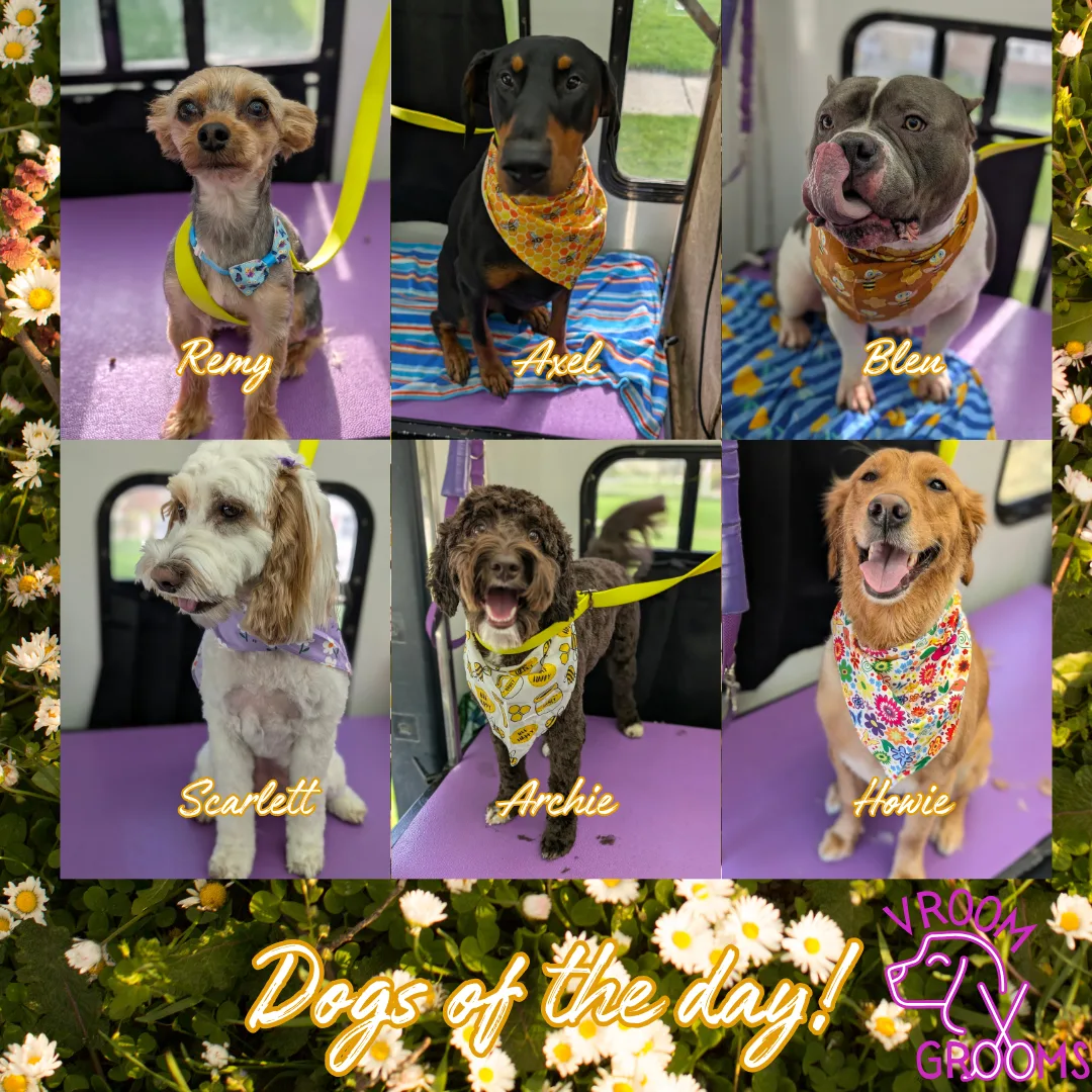 Dogs of the day! 🌷🐶🩷🐾 4/24/2025