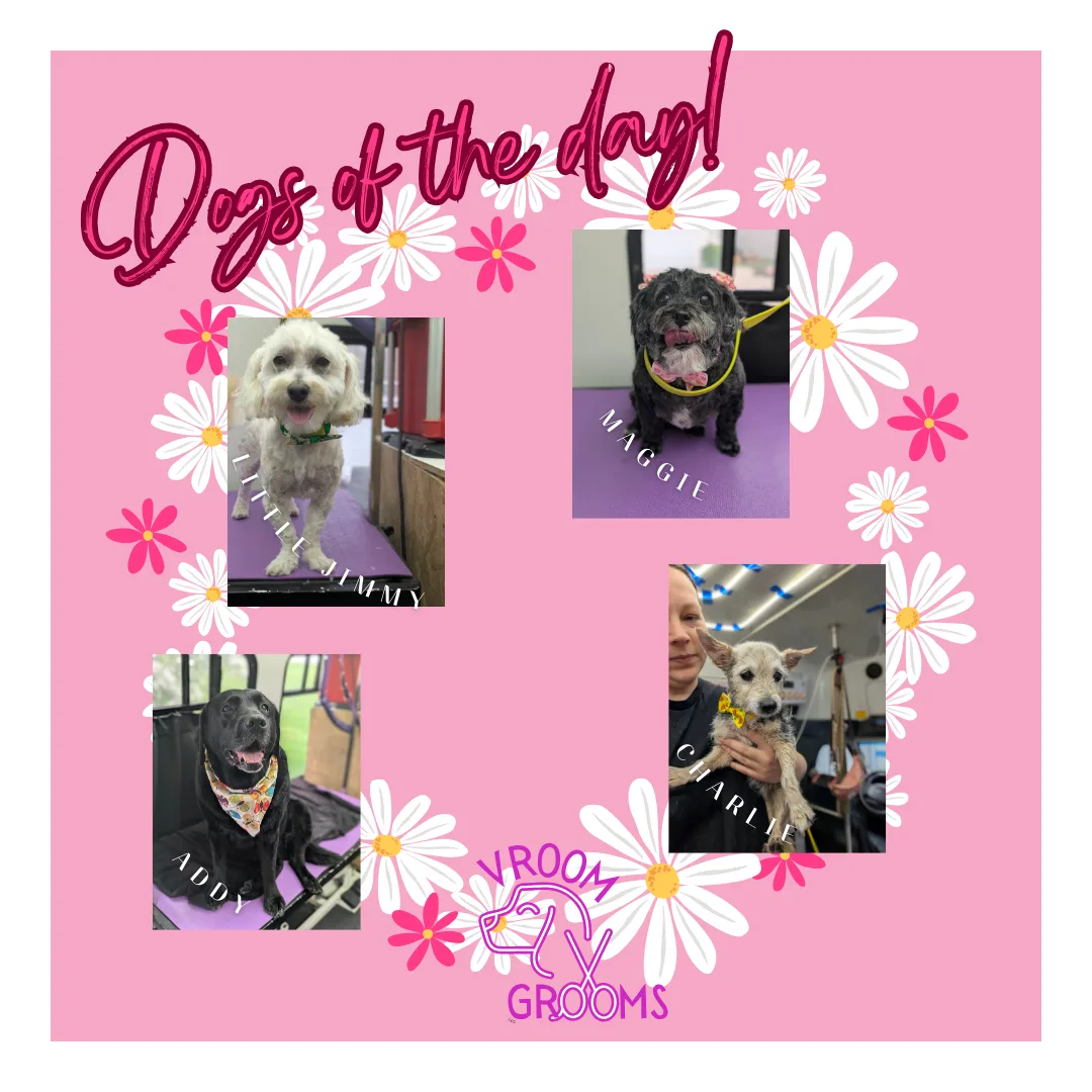 Dogs of the day! 🌷🩷🐾🐶 4/29/2025