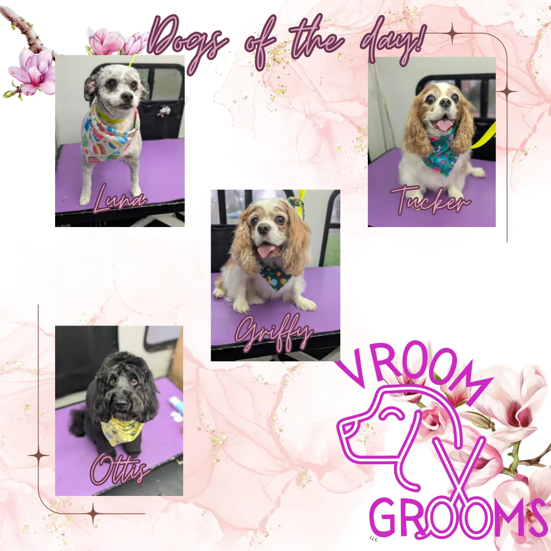 Dogs of the day! 🩷🐶🌷🐾 4/10/2025