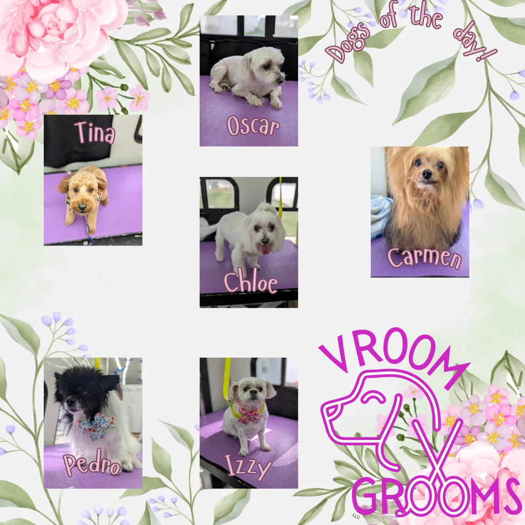 Dogs of the day! 🐾🌷🐶🩷 4/11/2025