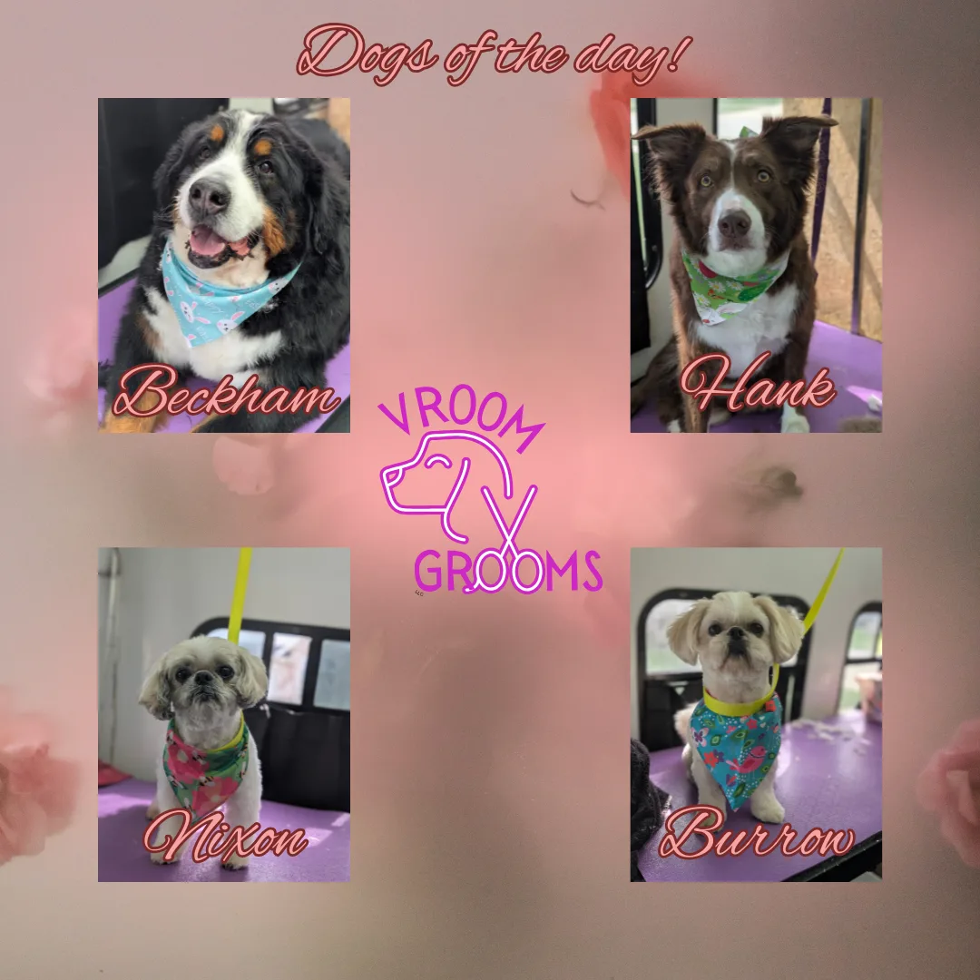 Dogs of the day! 🩷🐶🌷🐾 4/14/2025
