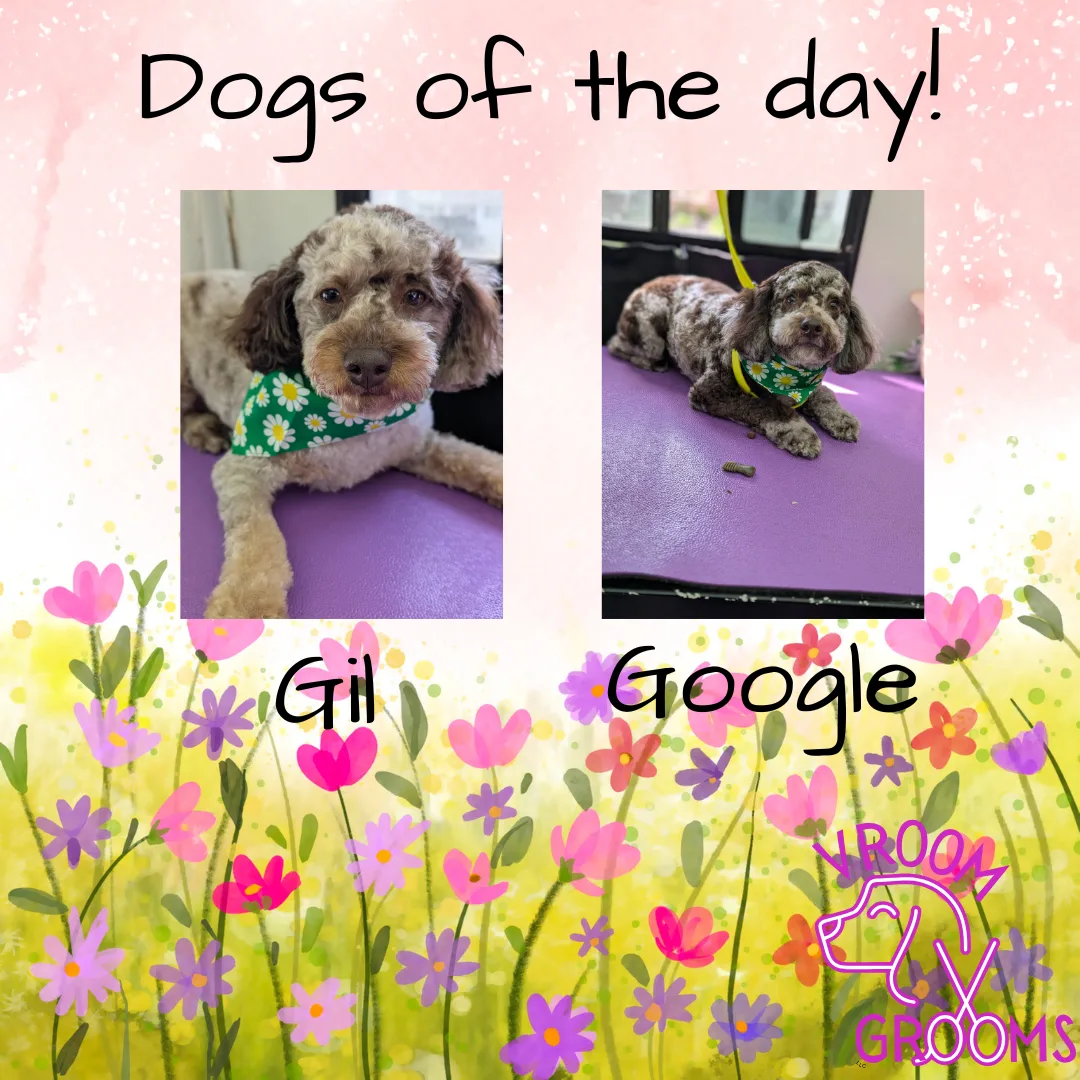 Dogs of the day! 🐾🩷🐶🌷 4/18/2025