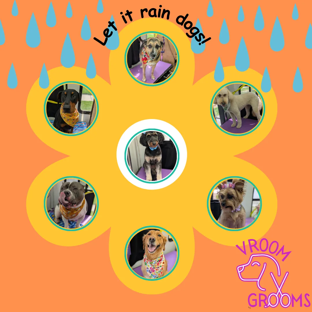 🌷🐶 Spring Has Sprung—Time for a Fresh Groom! 🚐✨