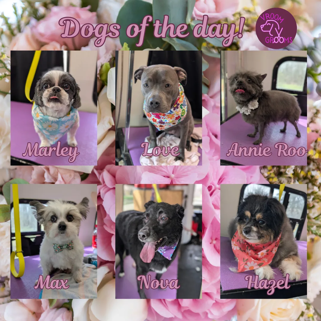 Dogs of the day! 🐾🩷🐶🌷 4/3/20025